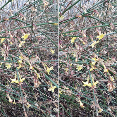 Winterjasmin.jpg