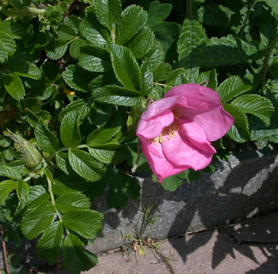 Fru_Dagmar_Hastrup_0010__S5_35543.jpg