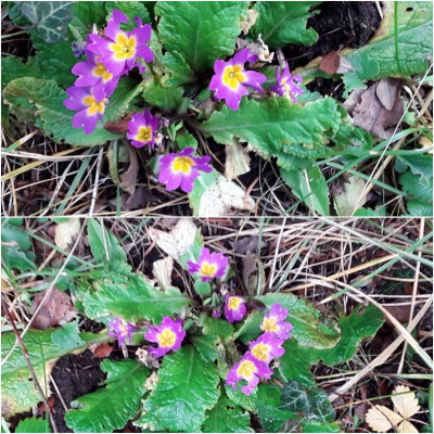 PrimelPrimula.jpg