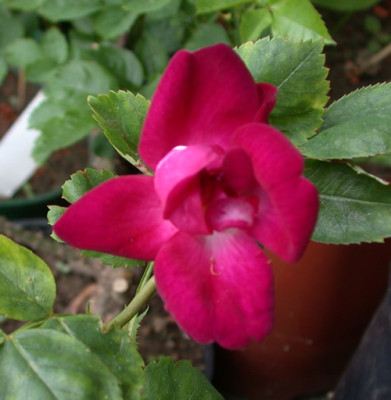 Pourpre_0010__35467.jpg