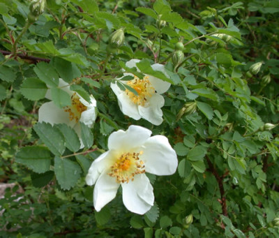 Bibernell-Rose_0010__HG_35535.jpg