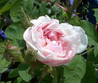 Alfred_de_Dalmas_0010__35559.jpg
