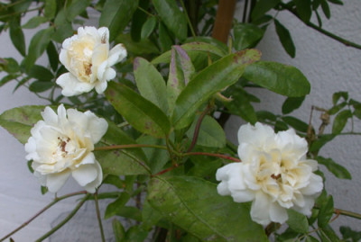 Banksia_alba_0010__S4_35426.jpg