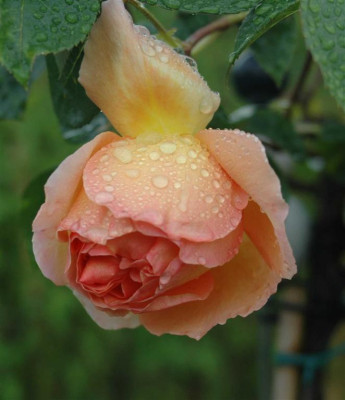 A6455a_Large.JPG