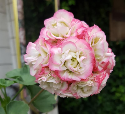 20190624_203917.jpg