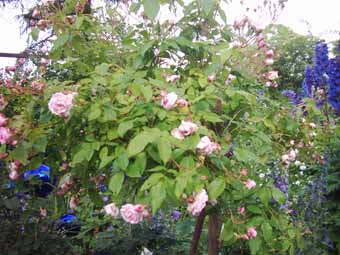 Blush_Noisette_HST_Kopie.jpg