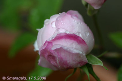 Ayrshire-Queen-2008-05-17_0622.jpg
