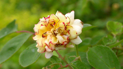 Kleiner_Krimi_-_Name_der_Rose_17.5.08.jpg