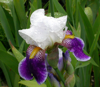 Iris_Wabash_17.5.08.jpg