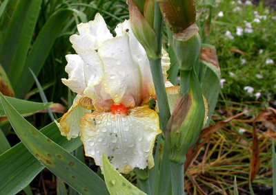 Irs_wei-gelb_von_Joosten_17.5.08.jpg