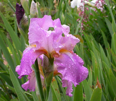 Iris_Orchid_Prize_17.5.08.jpg