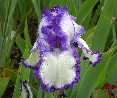 Iris_Wiener_Walzer_blau_17.5.08.jpg