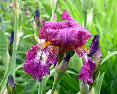 Iris_Attention_Please_17.5.08.jpg