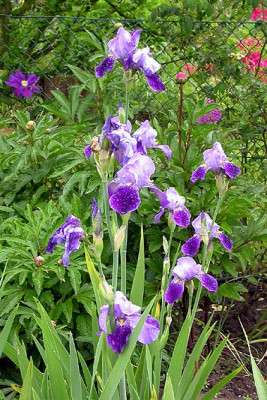 Iris_Rheintraube_einjahriger_Horst_17.5.08.jpg