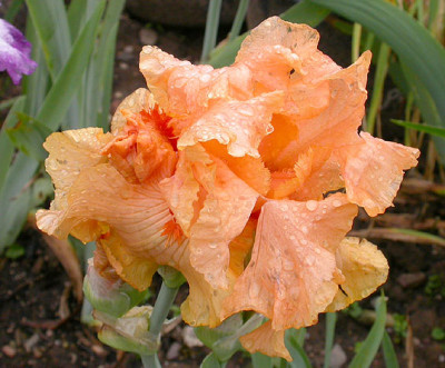 Iris_Oktoberfest_17.5.08.jpg