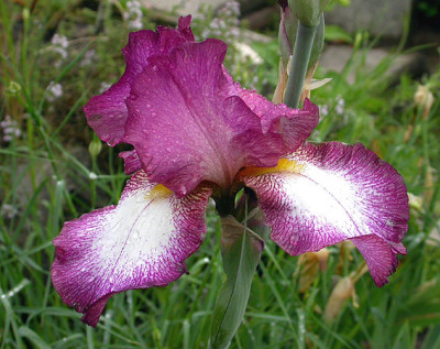 Iris_Crinoline_17.5.08.jpg