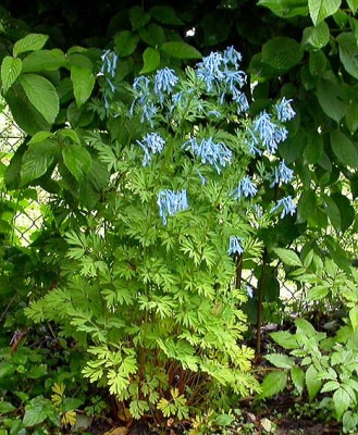 Corydalis_unter_Viburnum_furcatum_17.5.08.jpg