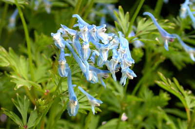 Corydalis_17.5.08.jpg
