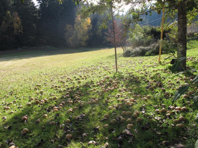 lederer18.img.JPG
