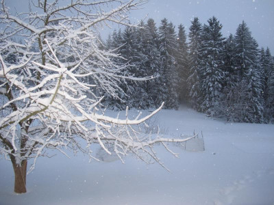 wiesejanuarmorgen191.JPG
