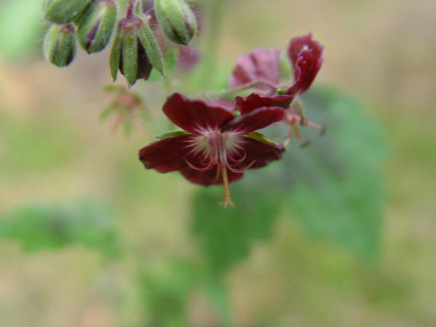 DSC00031.JPG