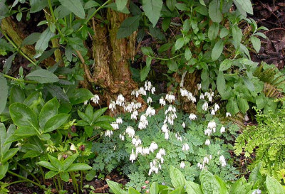 Schattige_Ecke_unter_Buddleya_17.5.08.jpg