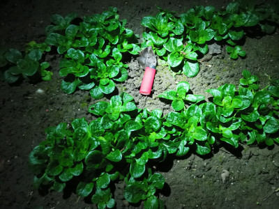 Feldsalat Bestand 20230105.jpeg