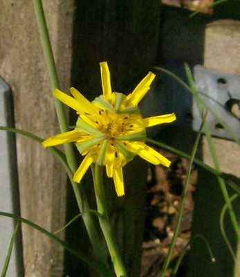 Bocksbart beim Aufblühen 030611.jpg