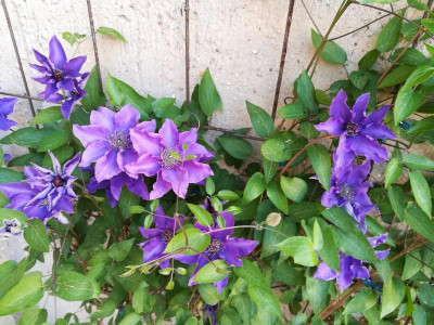 IMG_20180507_180013.jpg