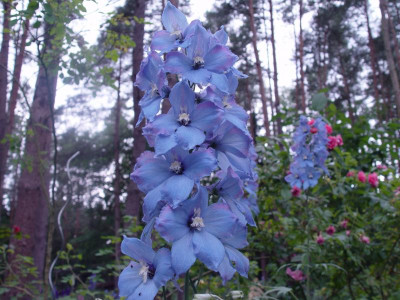 DSC00080.JPG