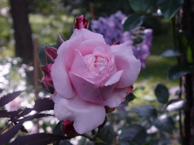 DSC00239.JPG
