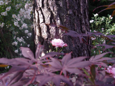 DSC00243.JPG