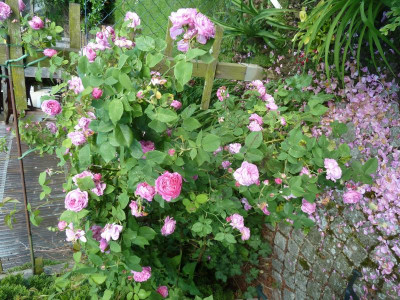 Rosa 'Louise Odier'_P1040296.jpg