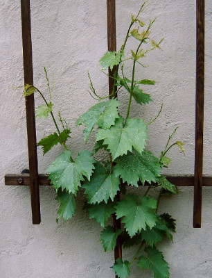 Muskat_Garnier_17.Mai.jpg