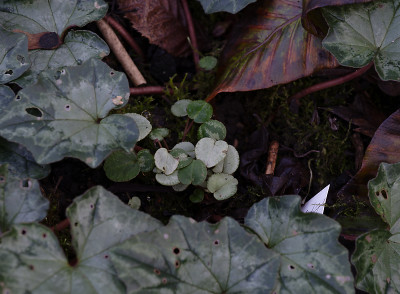 DSC_6976_DxO.jpg