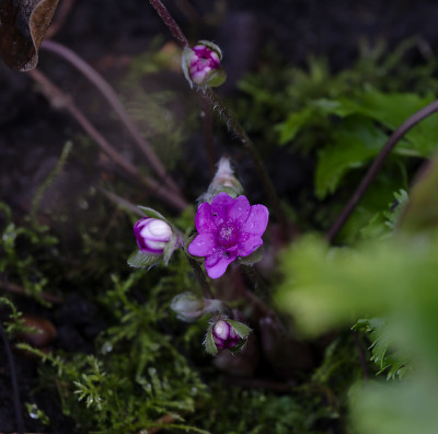 DSC_6975_DxO.jpg