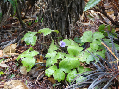 2023-01-06 Hepatica.jpg