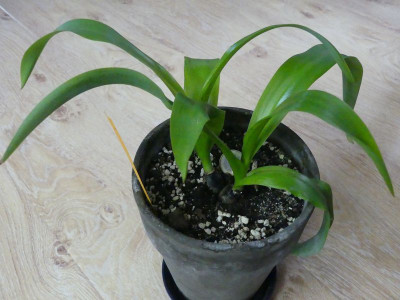 2023-01-06 Scilla madeirensis 1.jpg
