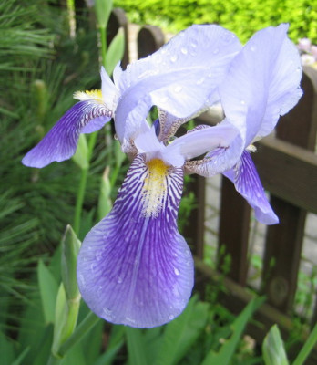Iris_ohne_Namen_10_17.05.08.jpg