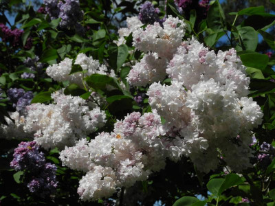 Syringa 'Beauty of Moscow' 2019-05-10 (1).jpg