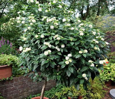 Lantana.JPG