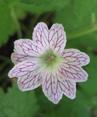 Geranium_17.05.08.jpg