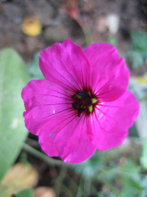 Geranium_r.17.05.08.jpg