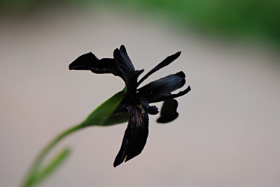 Iris-chrysographes-Mai1708.jpg