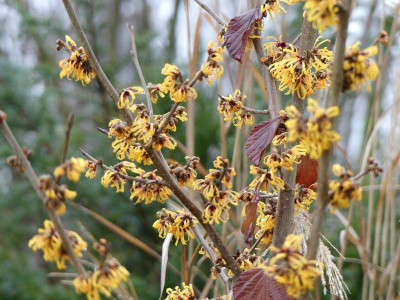 2023-01-06 Hamamelis 'Harry' 1.jpg