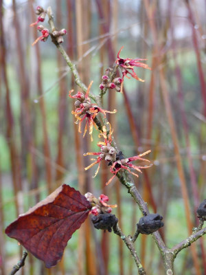 2023-01-06 Hamamelis 'Twilight' 1.jpg