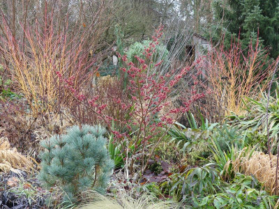 2023-01-06 Hamamelis 'Old Copper' 1.jpg