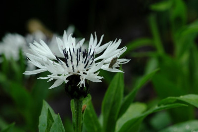 Kornblume_2_15-05-2008.jpg