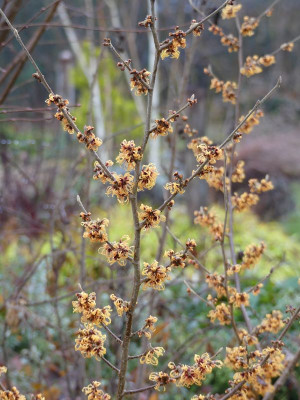 2023-01-06 Hamamelis 'Robert' 2.jpg
