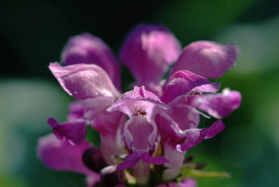 Lamium_1_11-05-2008.jpg
